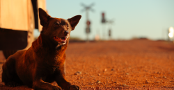 Red Dog Review