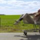 First Look – Jackass Presents: Bad Grandpa